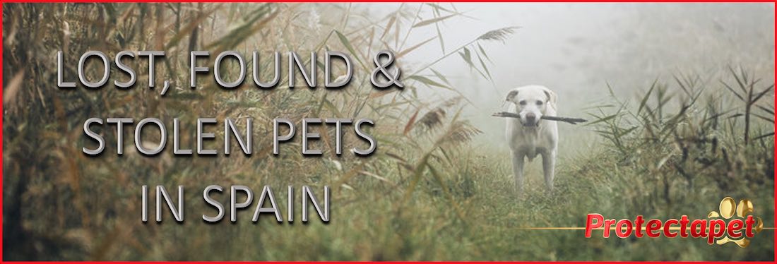 A white dog walking in tall grass towards you in the fog for Protectapet’s lost, found and stolen pets in Spain.